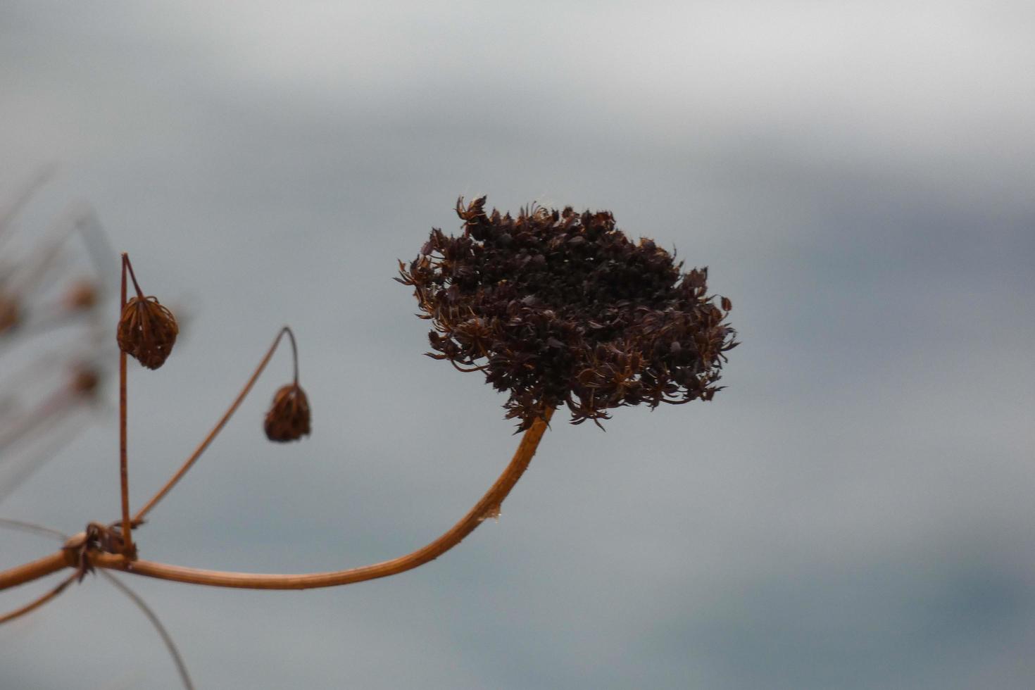 dried flowers and mediterranean leaves with marine background photo