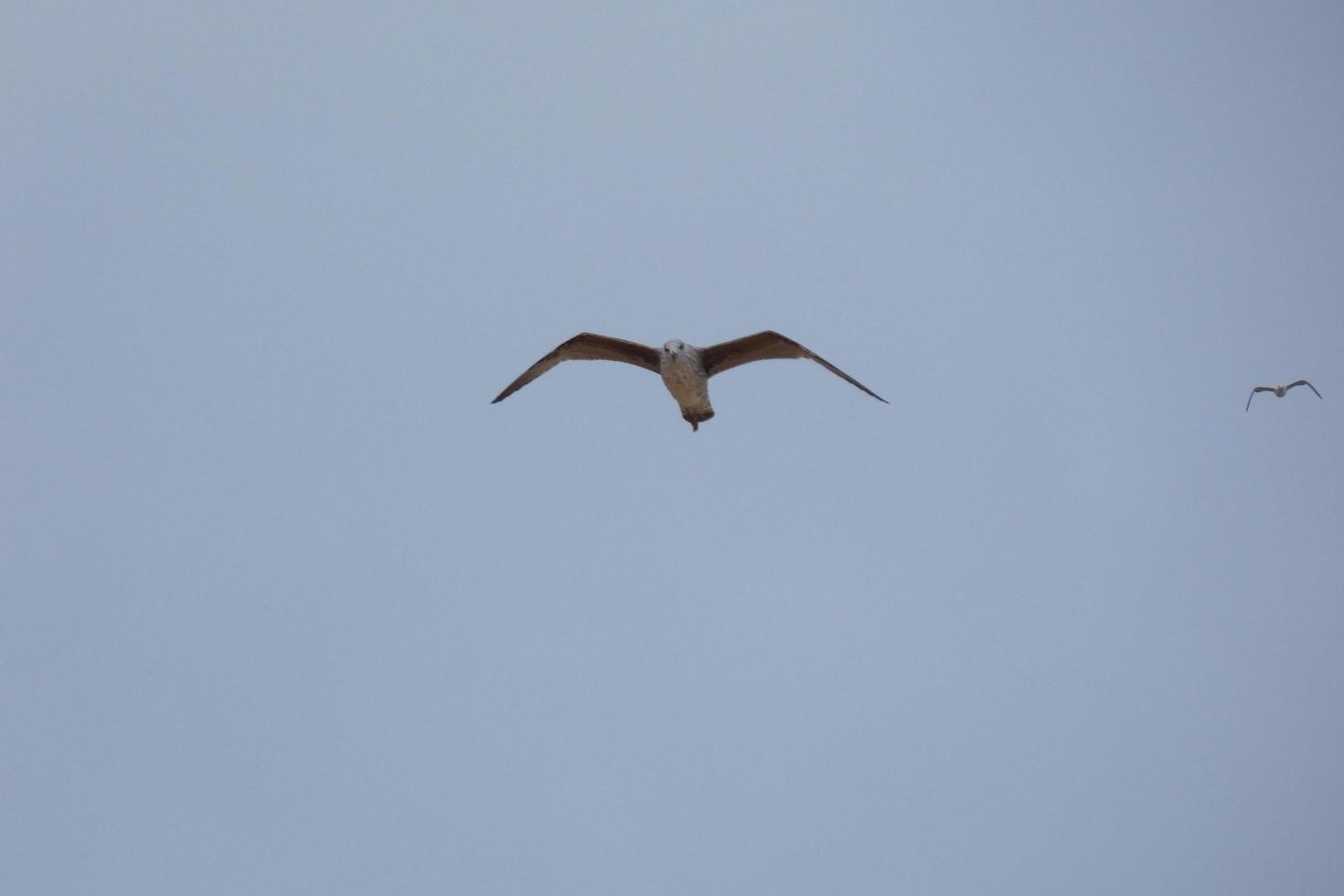 Wild seagulls in nature along the cliffs of the Catalan Costa Brava, Mediterranean, Spain. photo