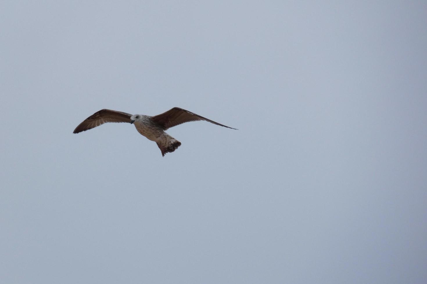 Wild seagulls in nature along the cliffs of the Catalan Costa Brava, Mediterranean, Spain. photo