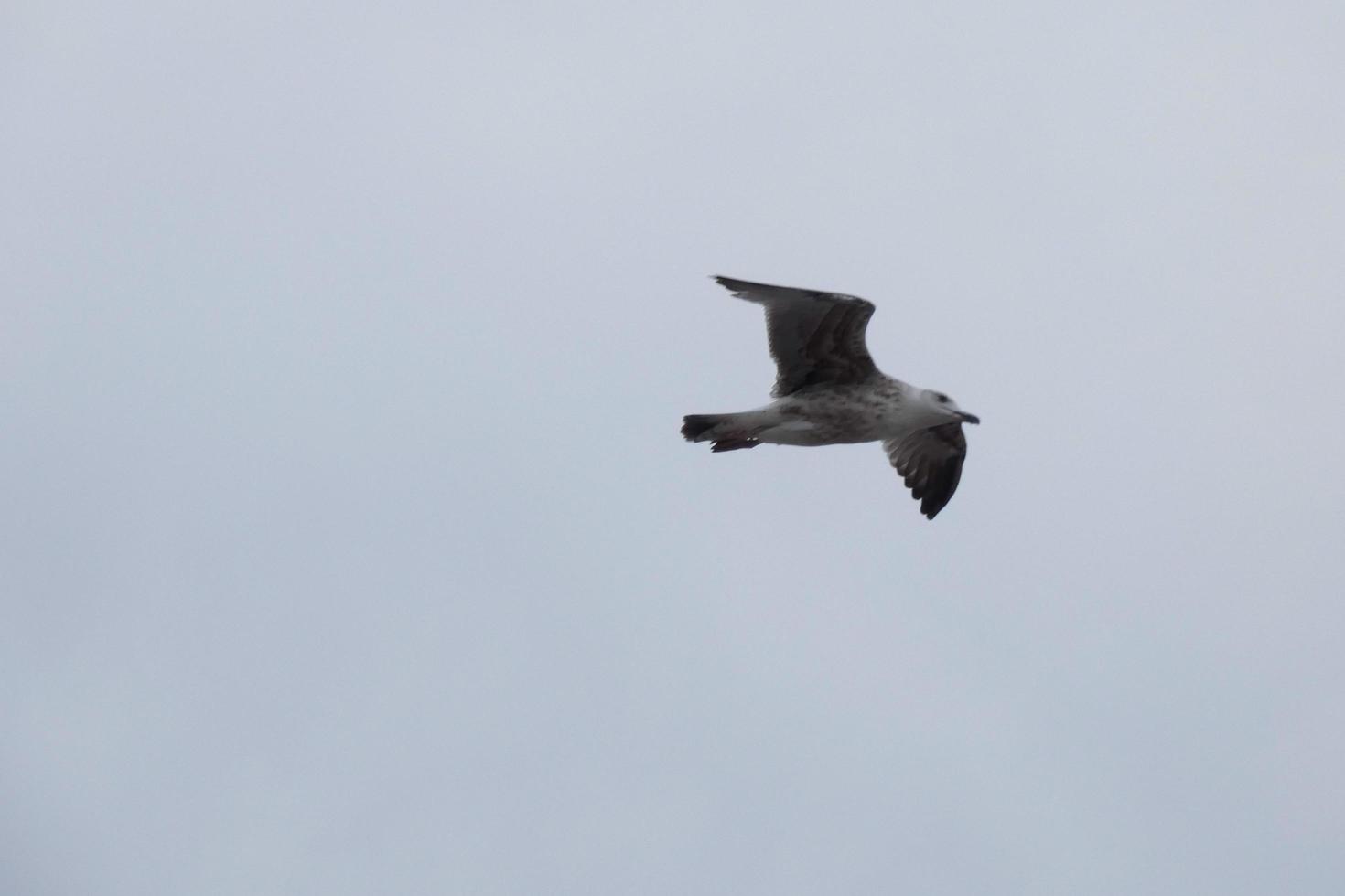 Wild seagulls in nature along the cliffs of the Catalan Costa Brava, Mediterranean, Spain. photo