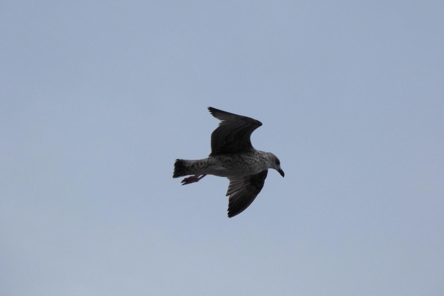 Seagulls flying in the Mediterranean sky, wild birds on the Catalan coast, Spain photo