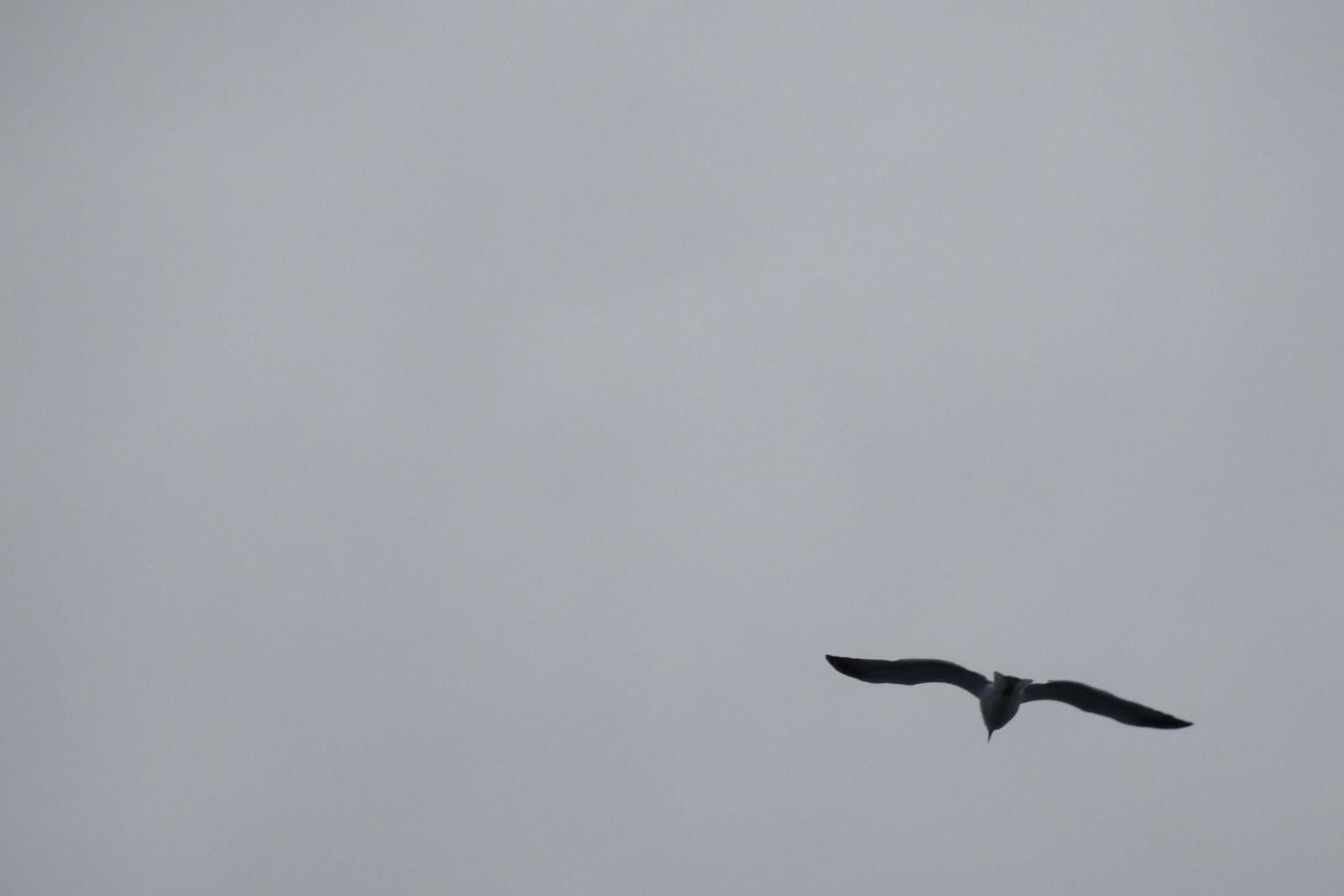 Wild seagulls in nature along the cliffs of the Catalan Costa Brava, Mediterranean, Spain. photo