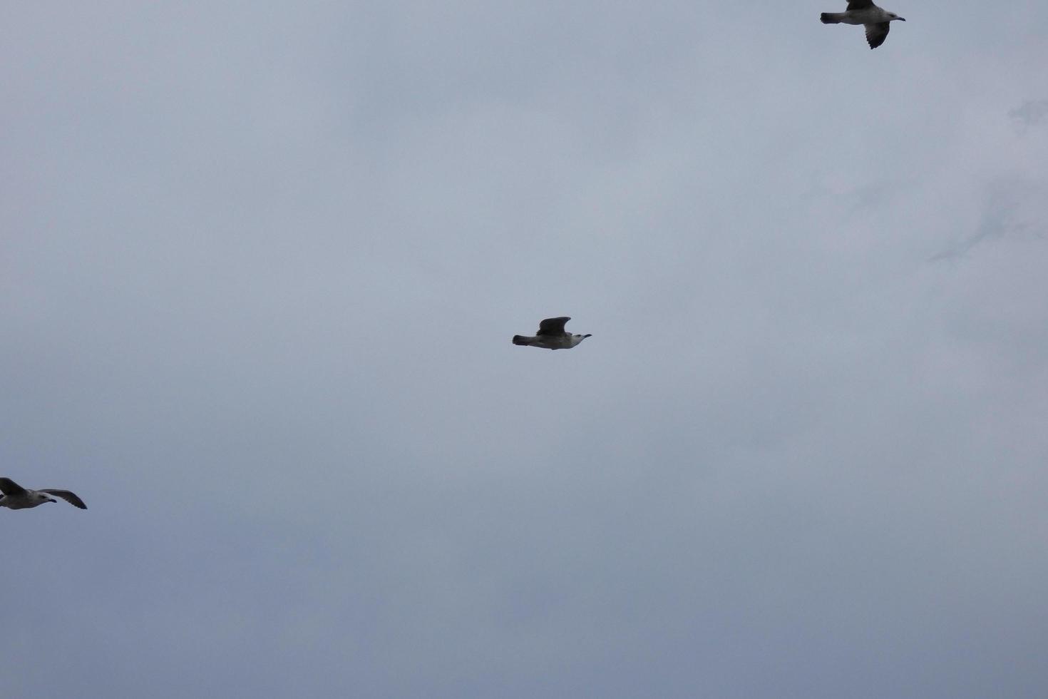 gaviotas salvajes en la naturaleza a lo largo de los acantilados de la costa brava catalana, mediterráneo, españa. foto