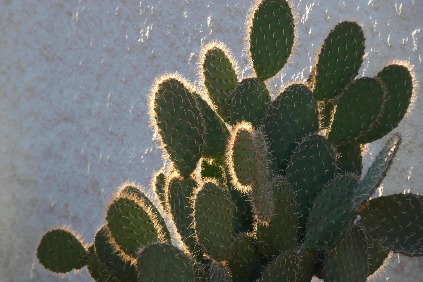 Backlit cactus typical of warm areas with little water photo