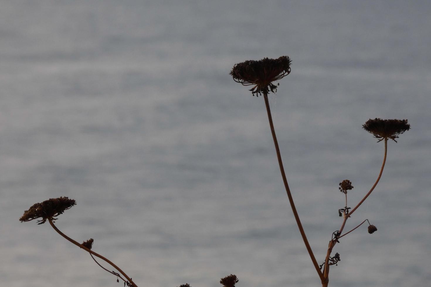 flores secas y hojas mediterráneas con fondo marino foto