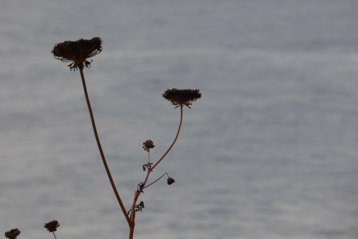 dried flowers and mediterranean leaves with marine background photo