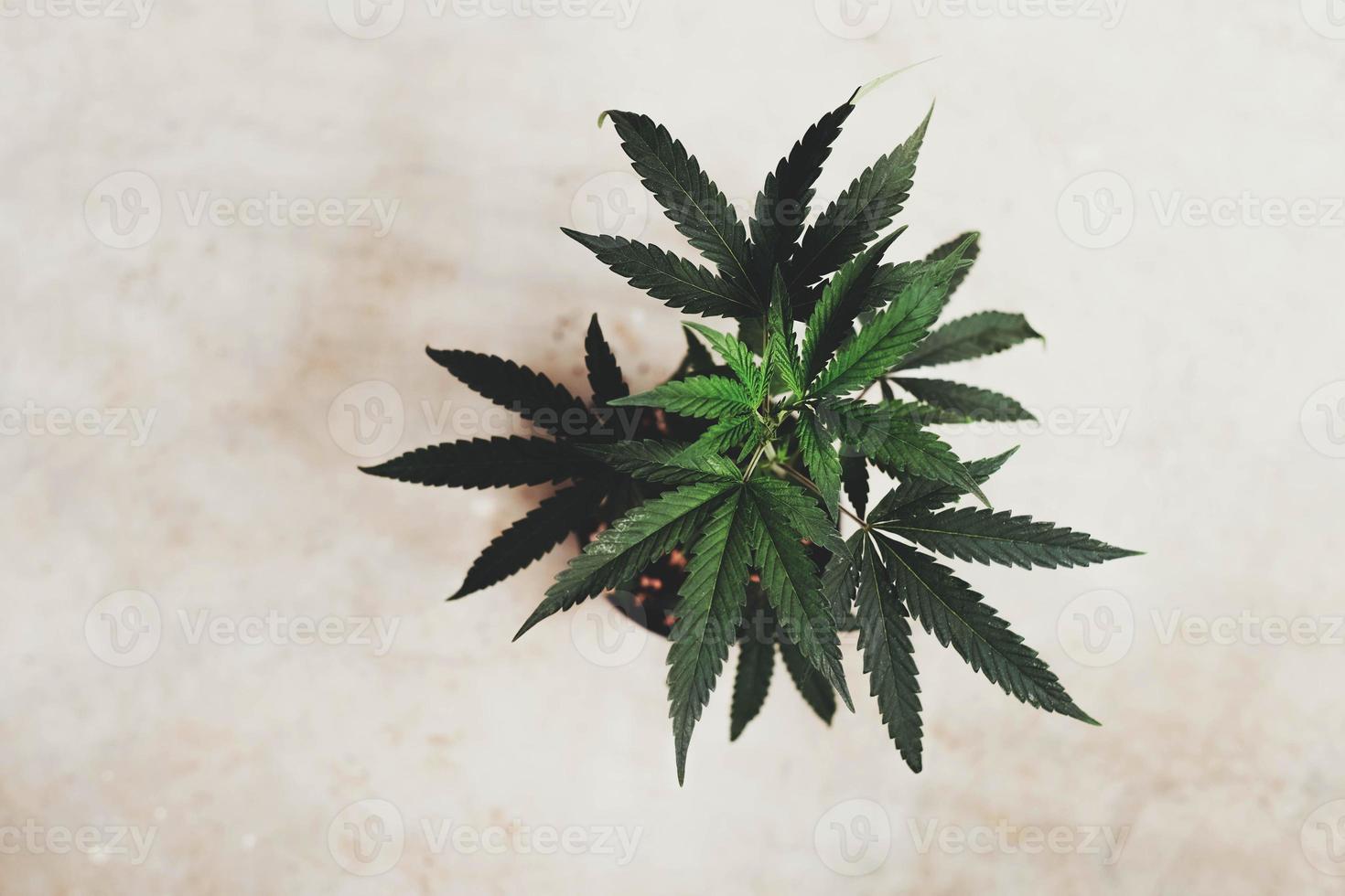 SoG hemp cultivation technique. Growing pot in groutent. Vegetative stage of marijuana growth. Medical marijuana. Background of cannabis leaves. A large amount of marijuana. Growing cannabis indoors. photo