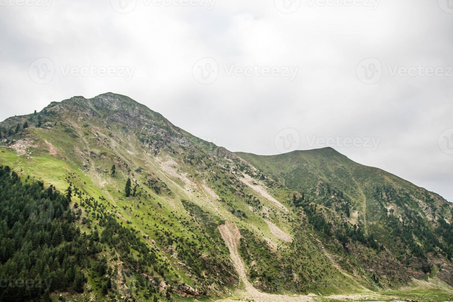 finos árboles bosque paisaje naran jhalkand foto