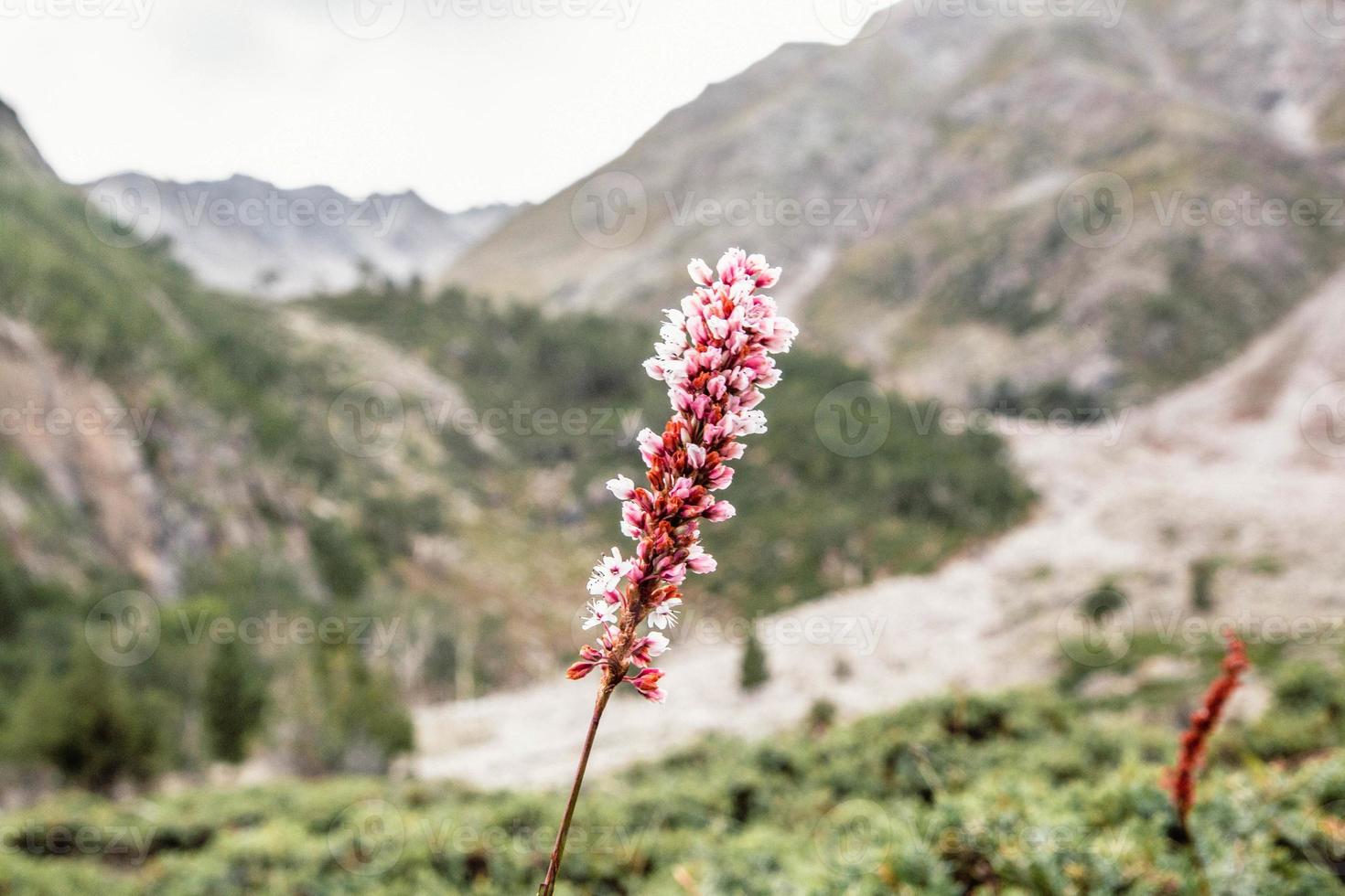 Beautiful pink flowers mountains landscape fairy meadows nanga parbat photo