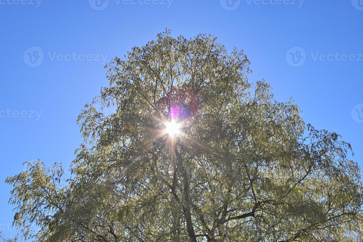 View of a treetop on a summery day photo