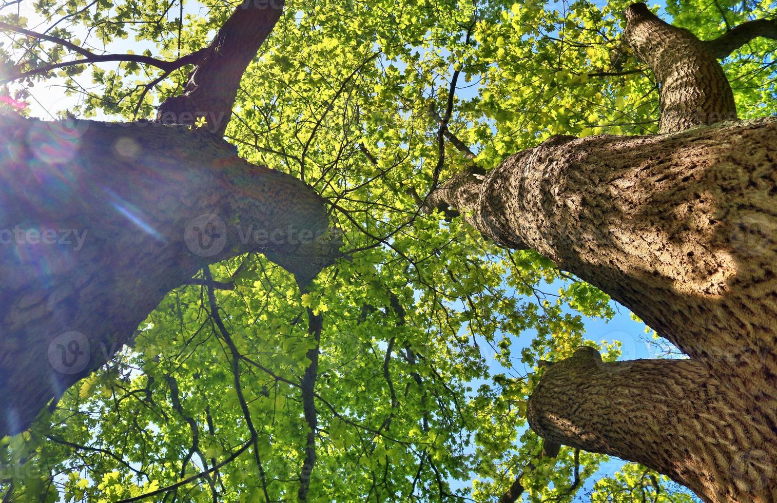 View of a treetop on a summery day photo