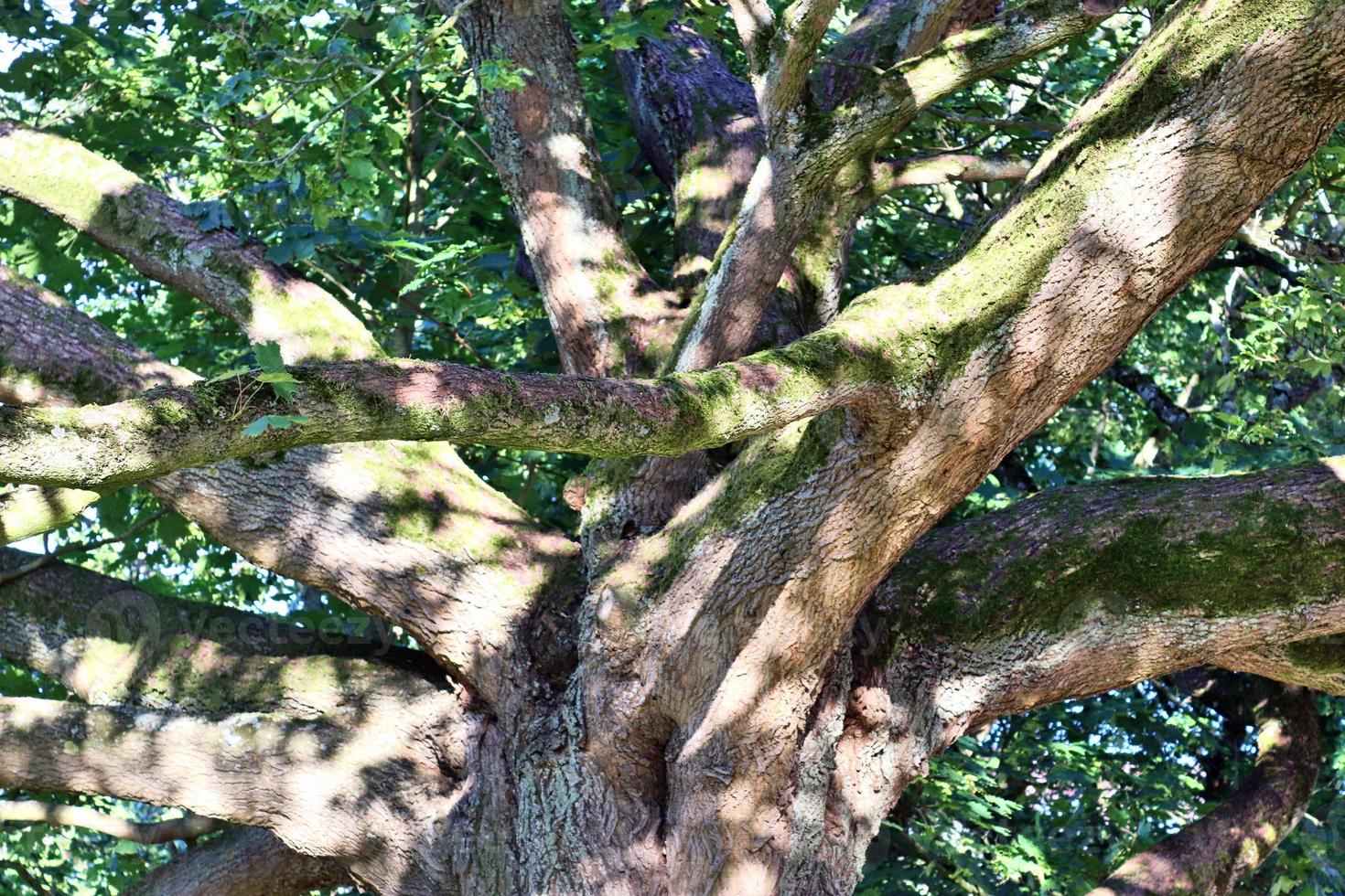 View of a treetop on a summery day photo