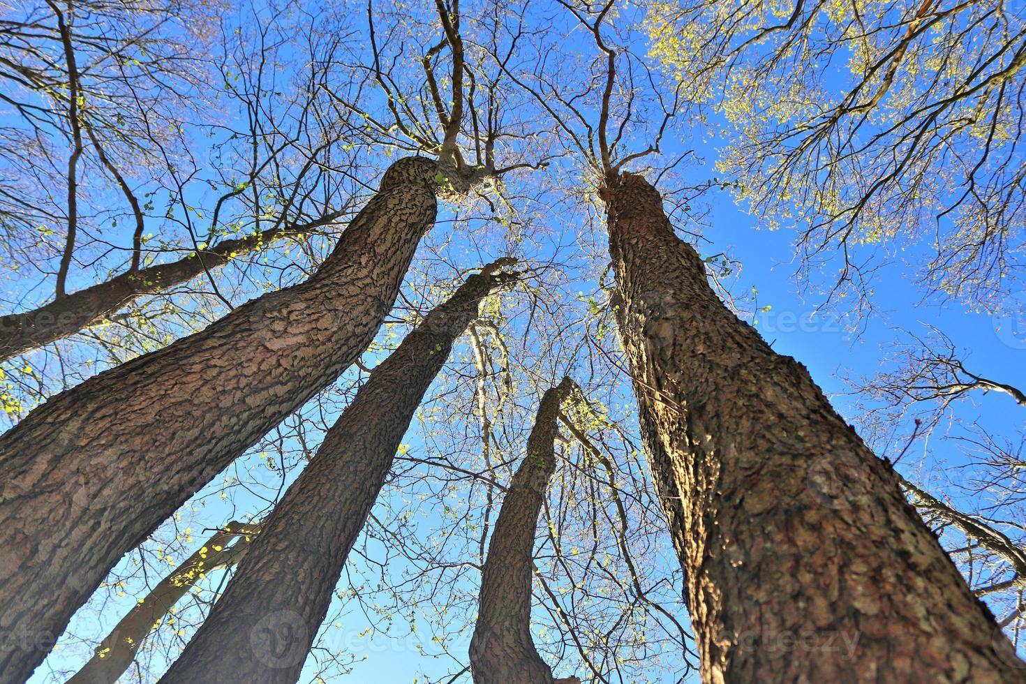 View of a treetop on a summery day photo