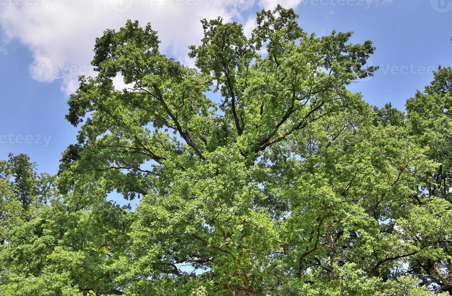View of a treetop on a summery day photo