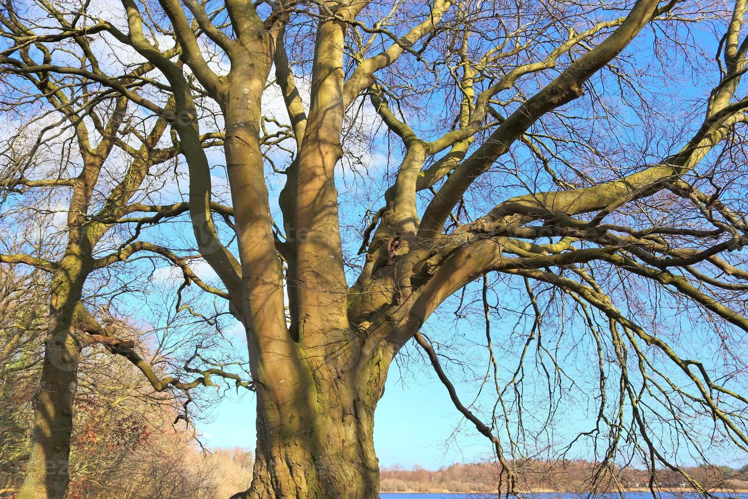 View of a treetop on a summery day photo