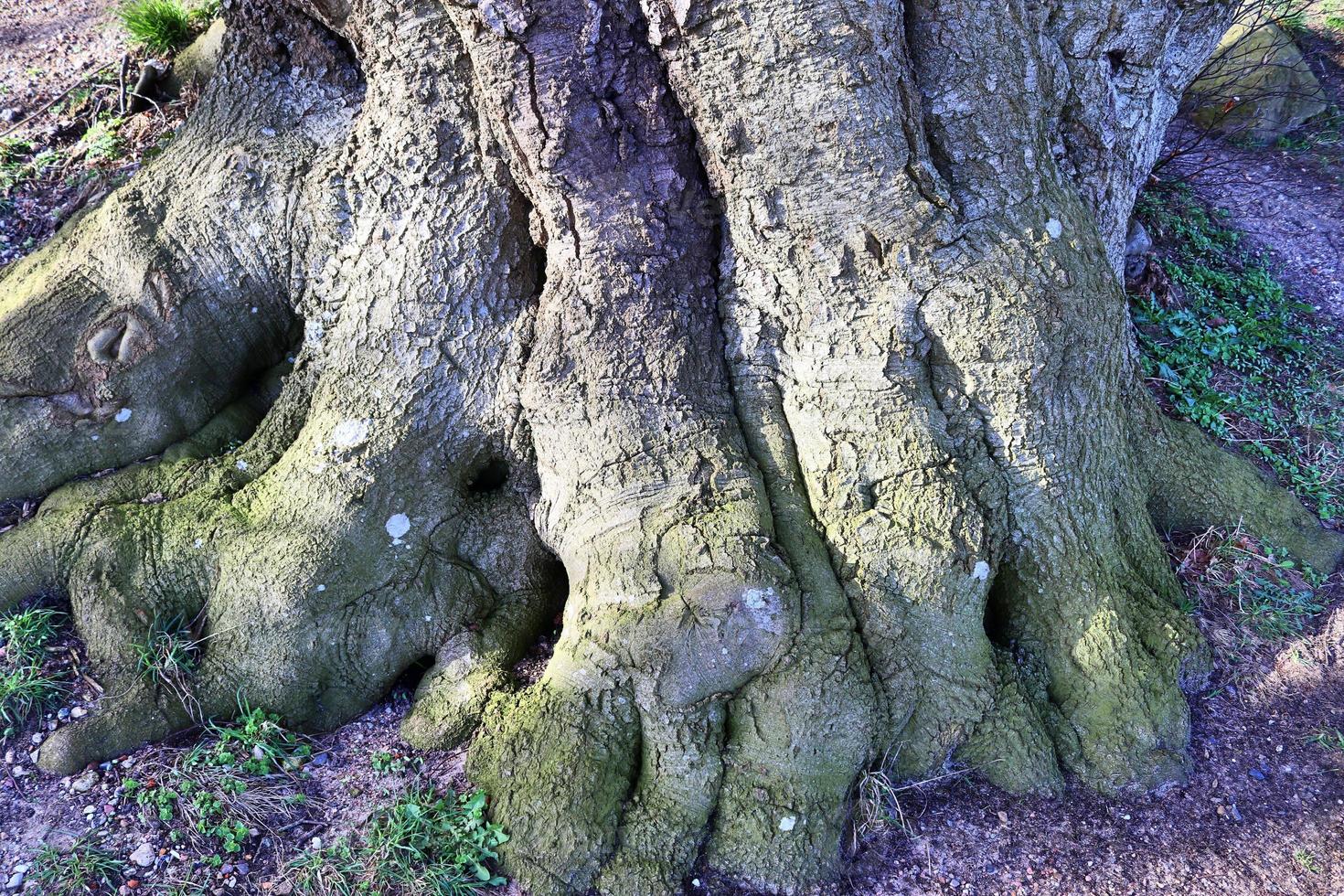 View of a treetop on a summery day photo