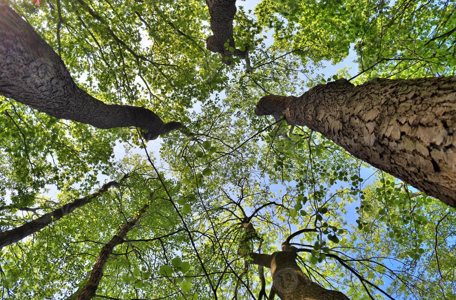 View of a treetop on a summery day photo
