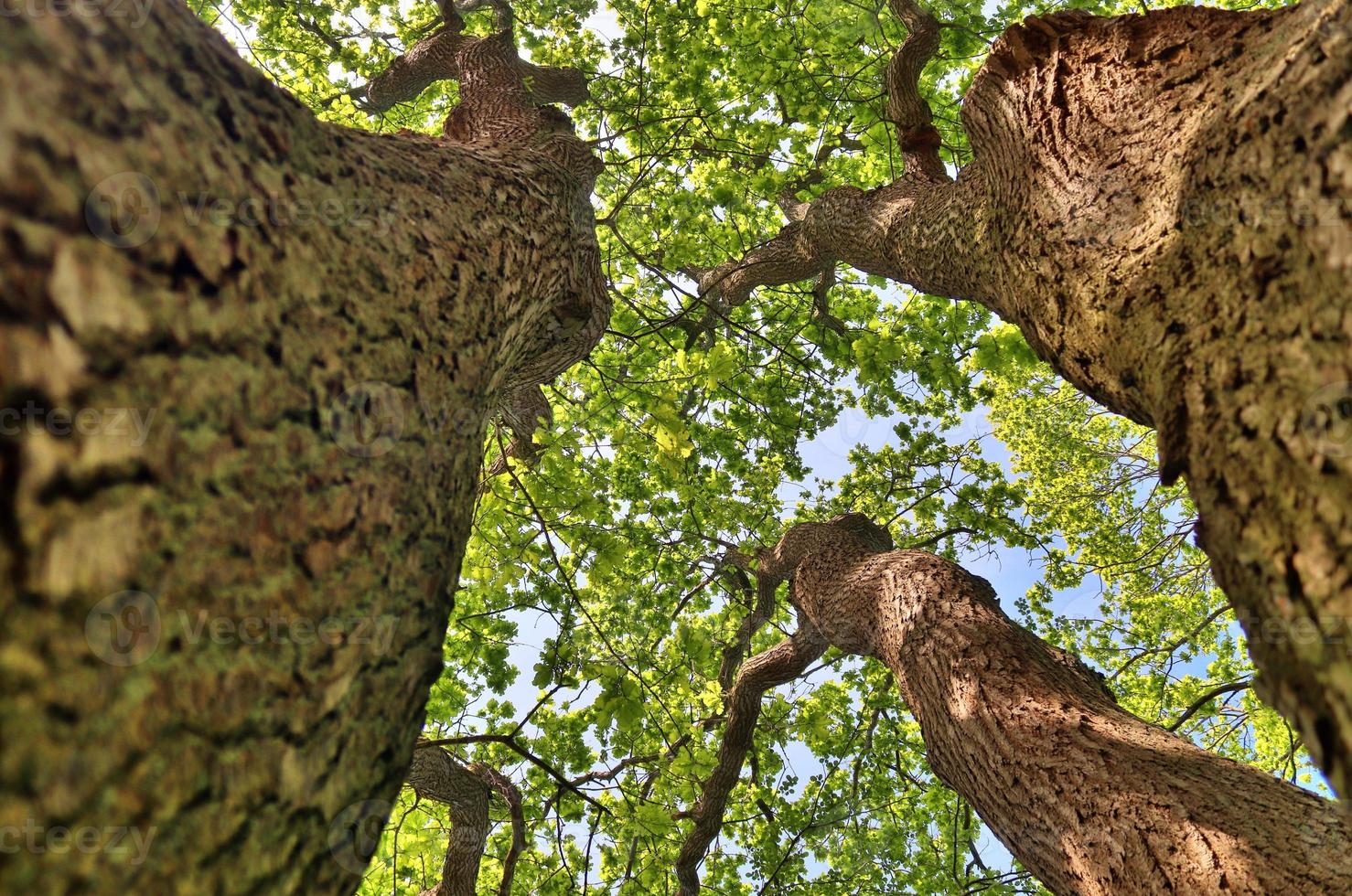 View of a treetop on a summery day photo