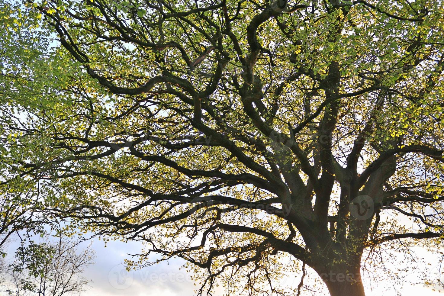 vista de la copa de un árbol en un día de verano foto