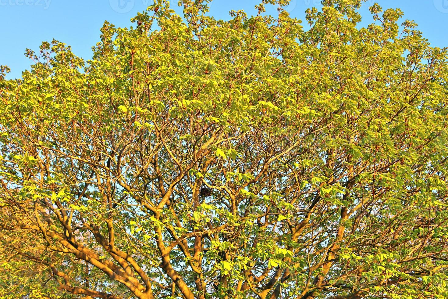 vista de la copa de un árbol en un día de verano foto