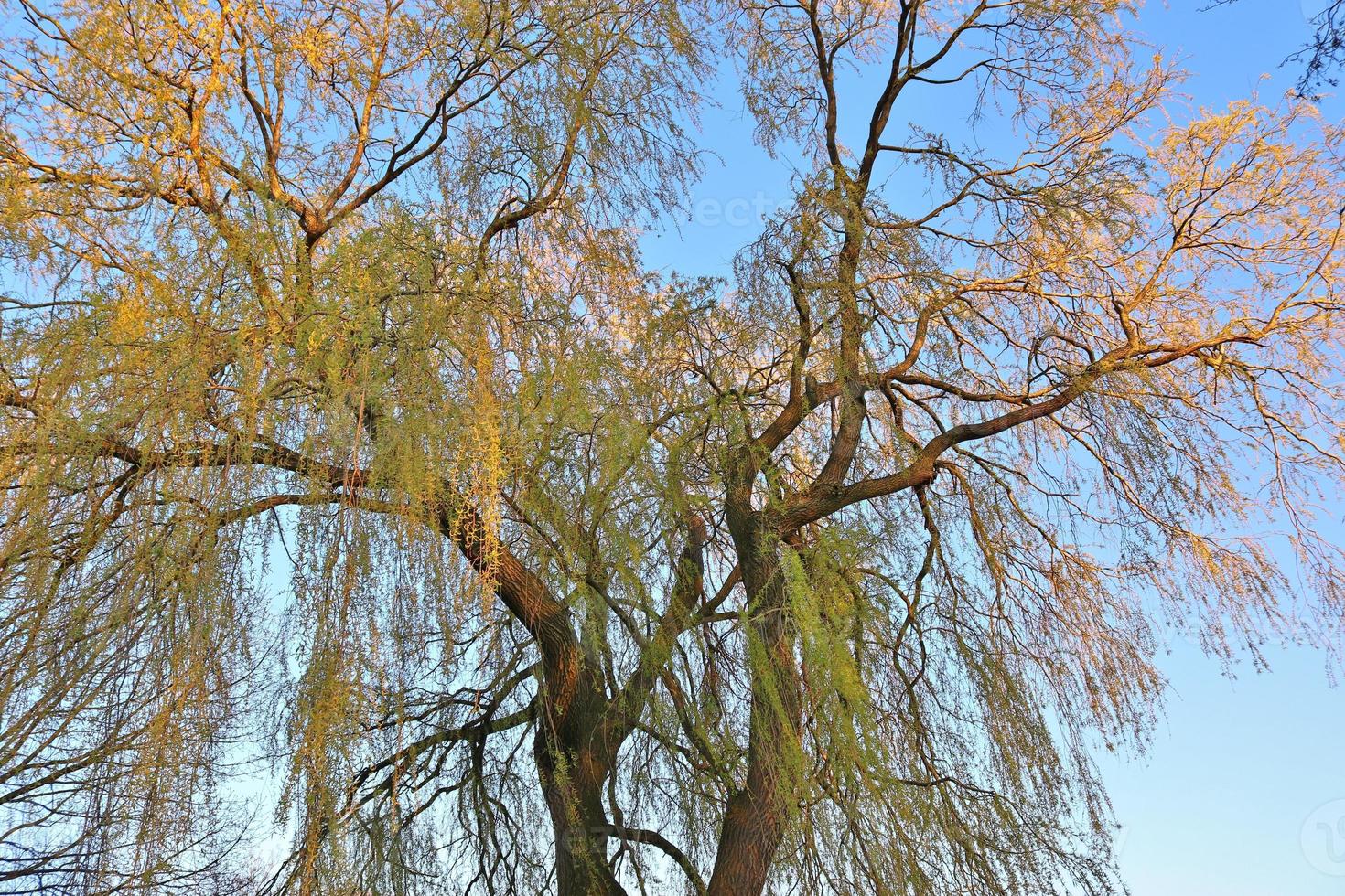 View of a treetop on a summery day photo