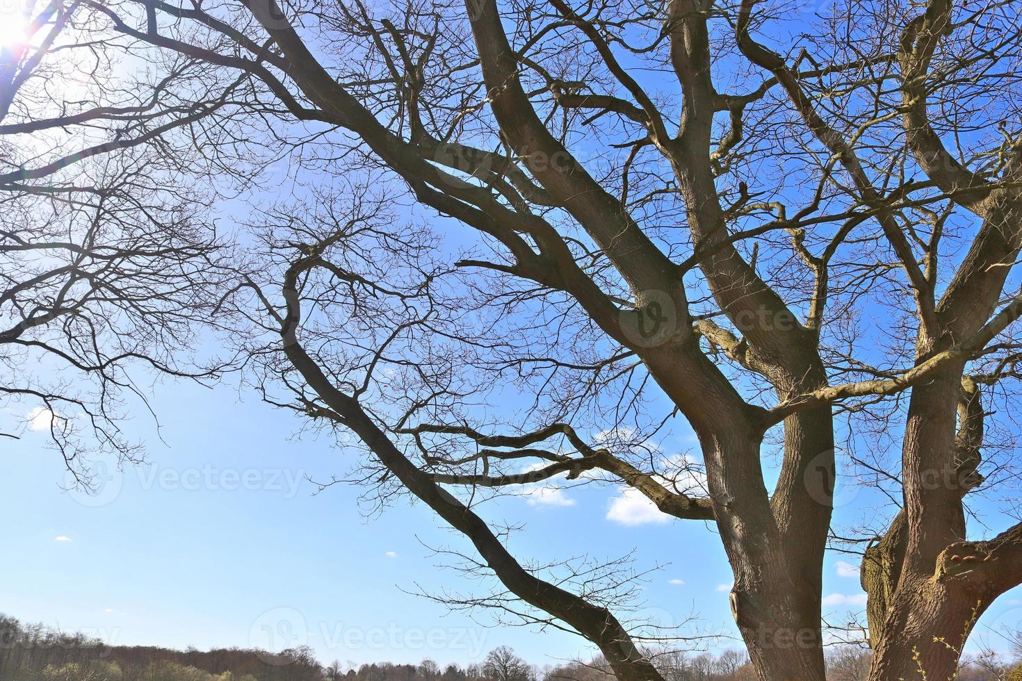 View of a treetop on a summery day photo