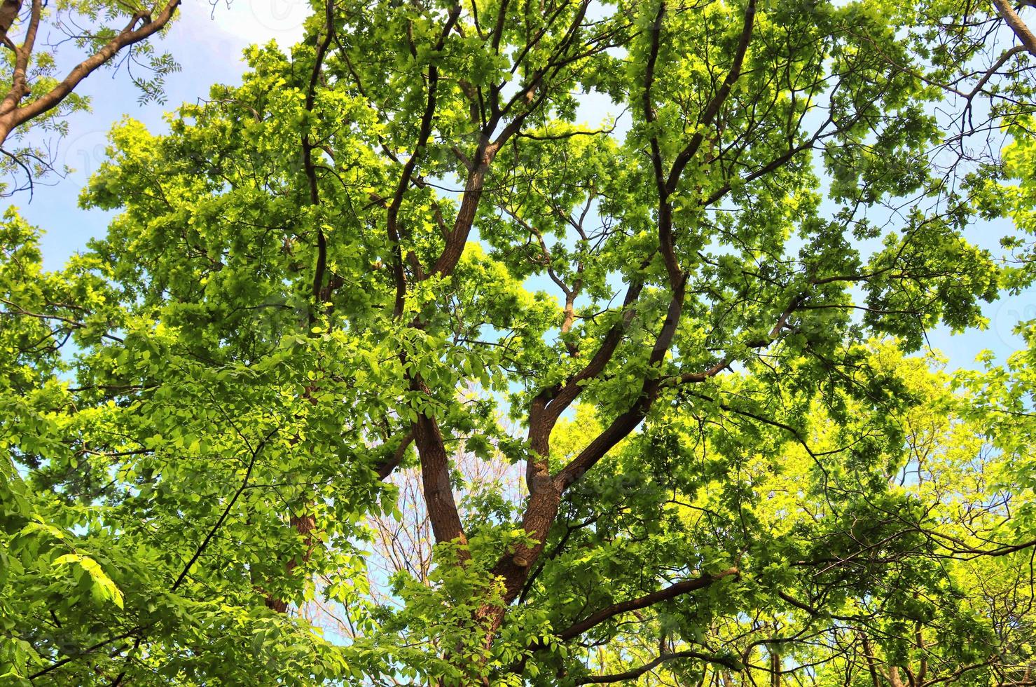 View of a treetop on a summery day photo