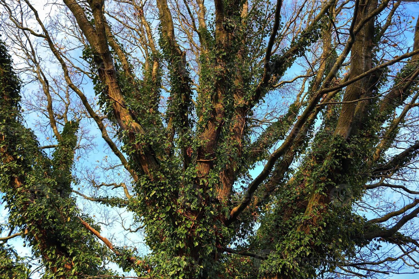 View of a treetop on a summery day photo