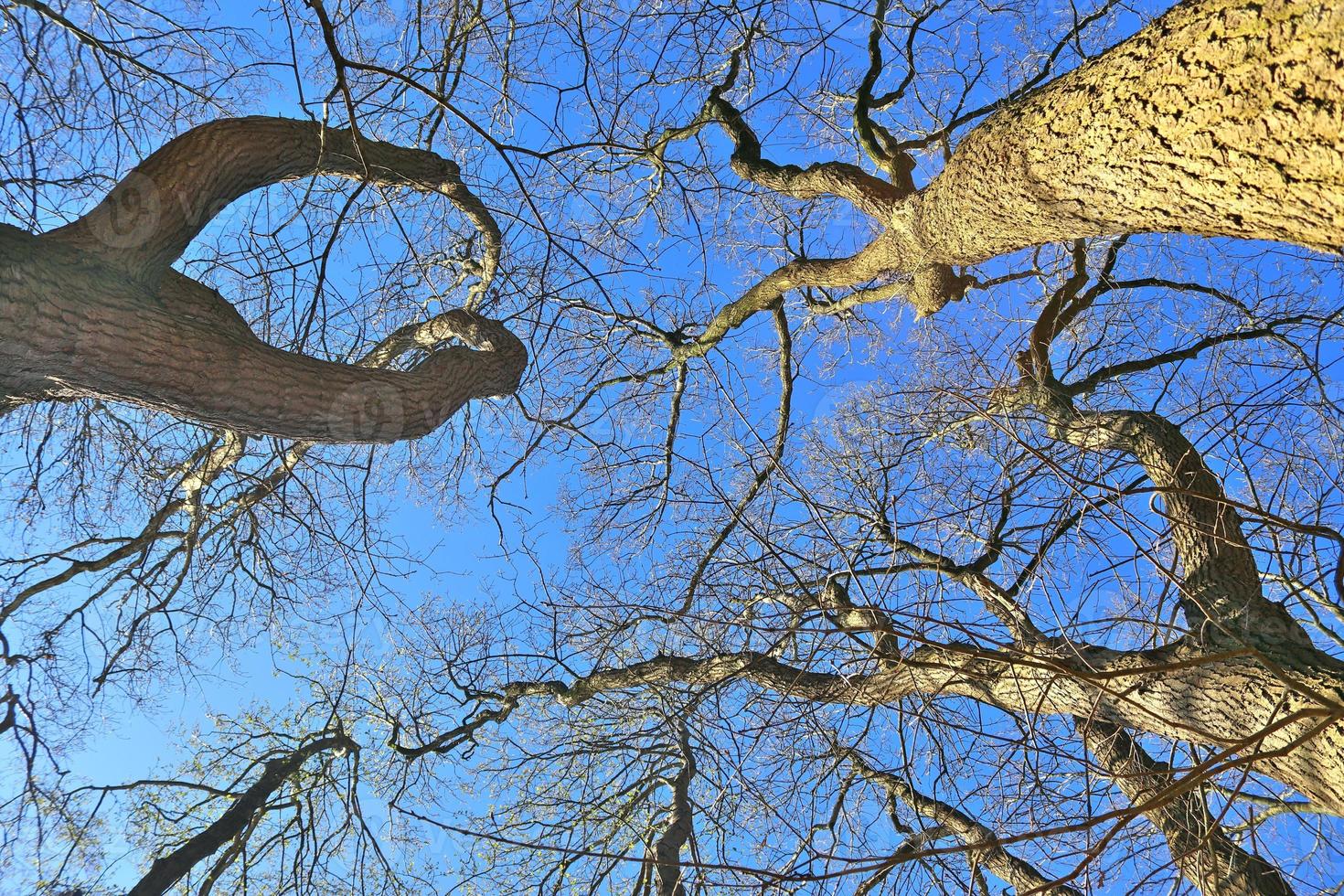 View of a treetop on a summery day photo