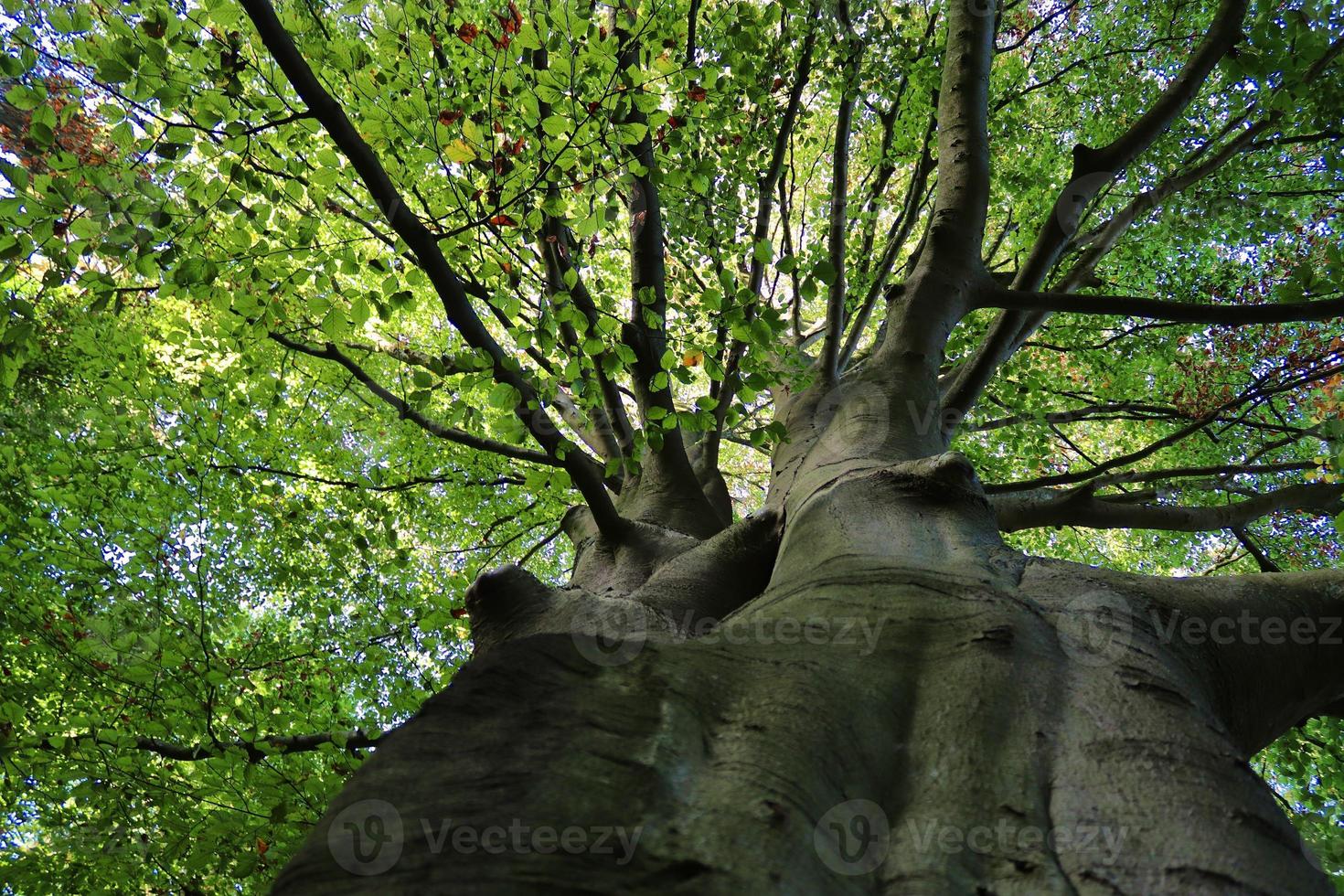 View of a treetop on a summery day photo