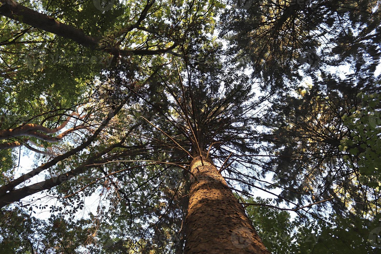 vista de la copa de un árbol en un día de verano foto