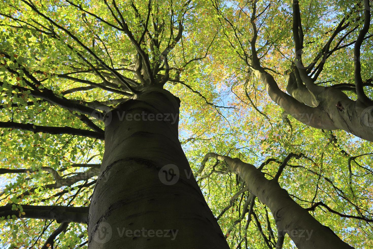 View of a treetop on a summery day photo