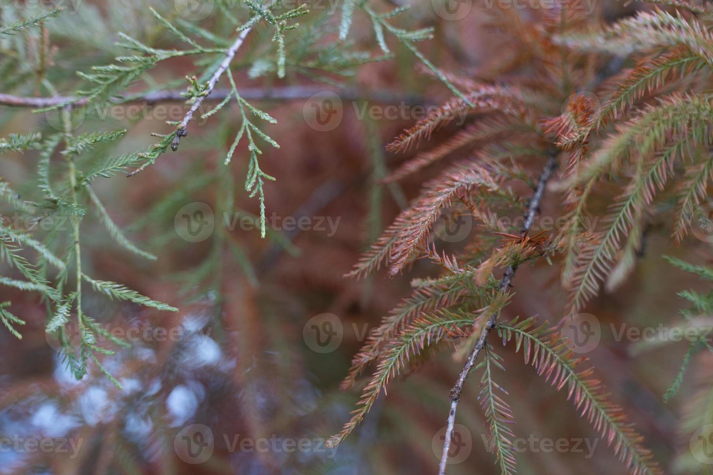 Close up at branches with green and orange needles photo