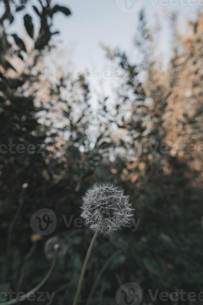 Ripe dandelion in autumn forest with blurred background photo