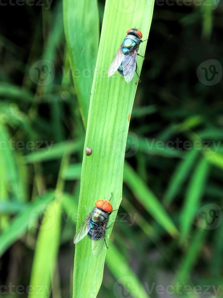 Drosophila exótica mosca de la fruta insecto díptero en la planta foto