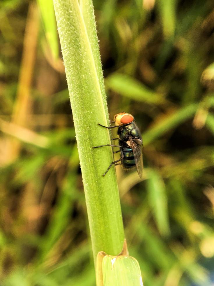 Exotic Drosophila Fruit Fly Diptera Insect on Plant photo