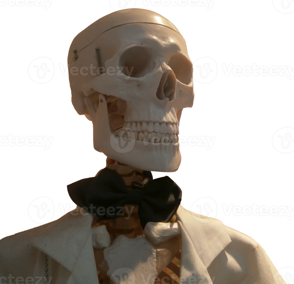 Portrait of a human skeleton png