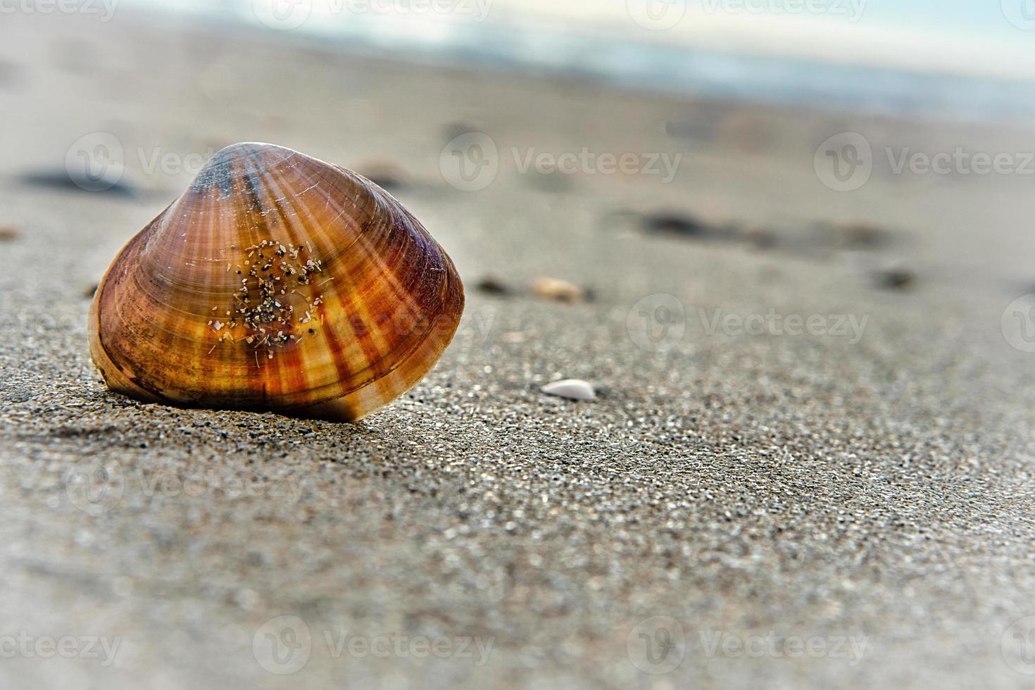 Shell stuck in the sand on the beach of Blavand in Denmark . Landscape shot photo