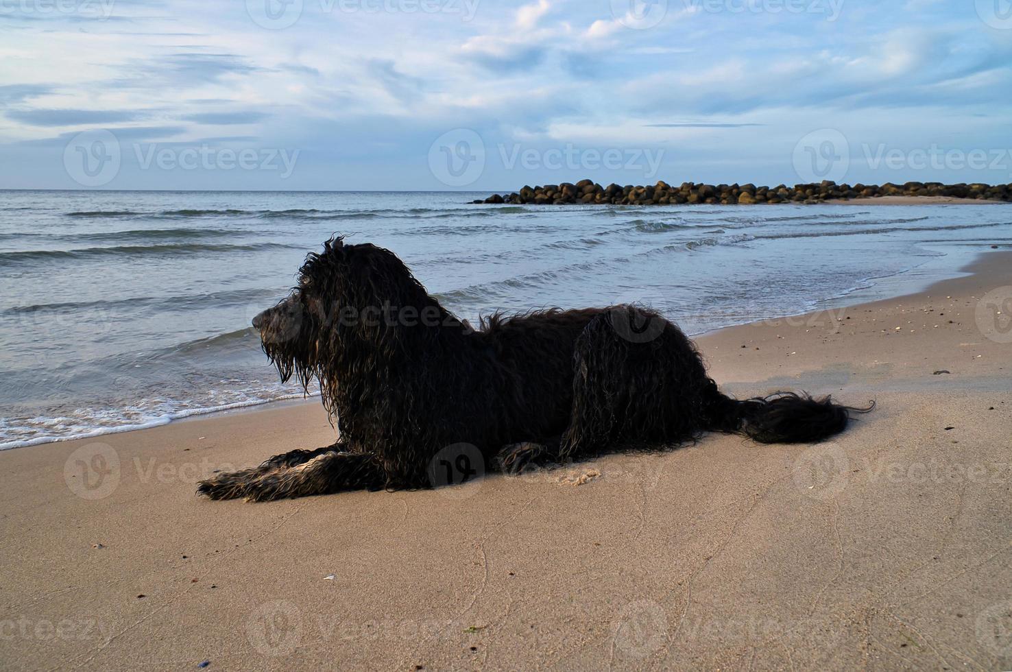 Goldendoodle is lying on the beach by the sea and ready to play. Waves in the water photo