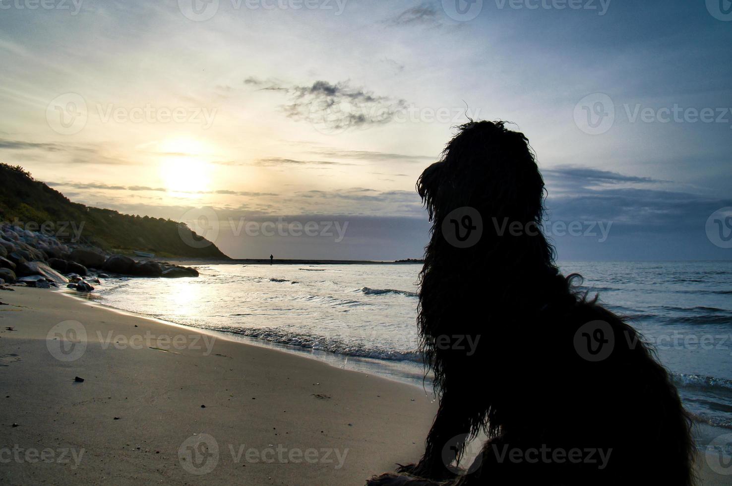 Goldendoodle sits on the beach by the sea and looks into the sunset. Waves in the water photo