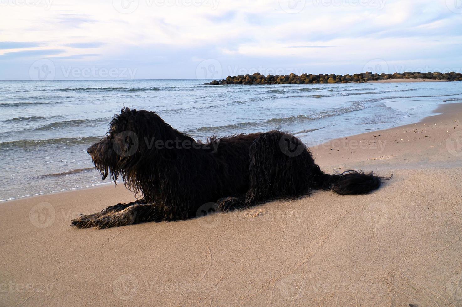 Goldendoodle is lying on the beach by the sea and ready to play. Waves in the water photo