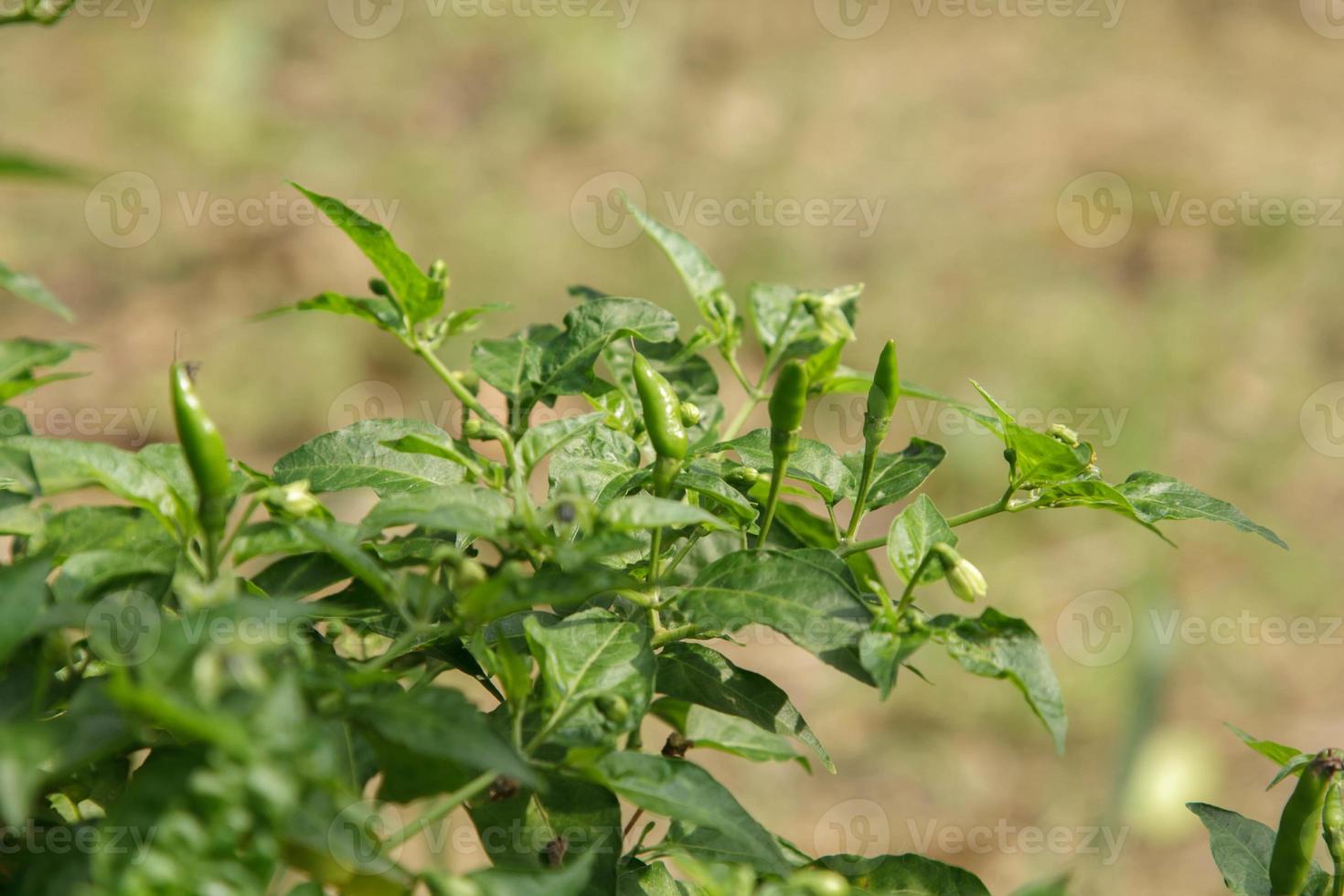 bird-pepper grown by farmers for sale is very spicy and fragrant. It is a component of many Thai food on a blurred background taken in my garden next to my house. photo