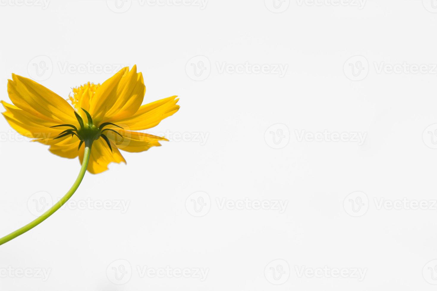 Beautiful yellow starburst flowers or cosmos flowers in nature on a white background, in nature a light yellow color, lots of space to write and make a poster. photo