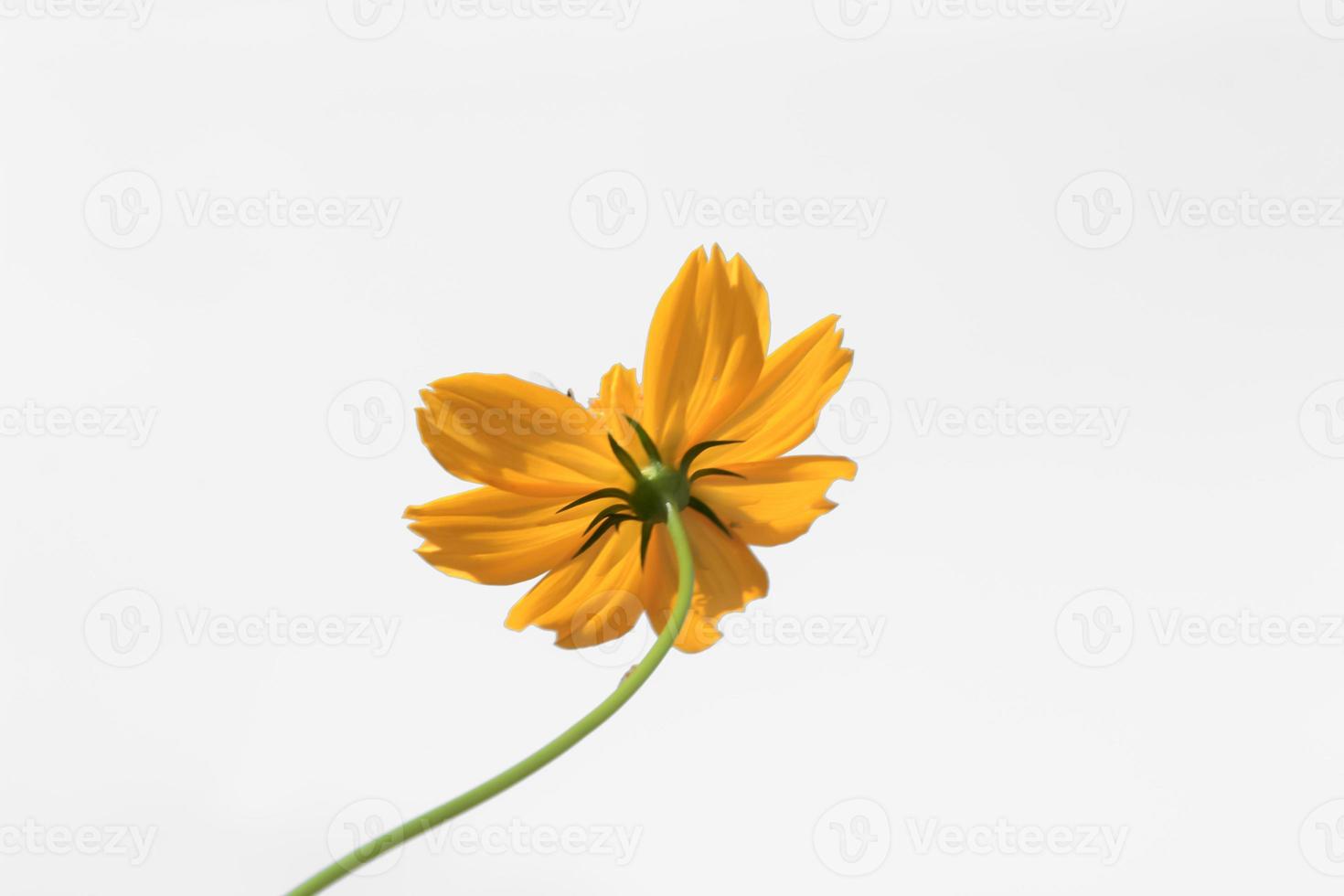 hermosas flores amarillas de estallido o flores cosmos en la naturaleza sobre un fondo blanco, en la naturaleza un color amarillo claro, mucho espacio para escribir y hacer un cartel. foto