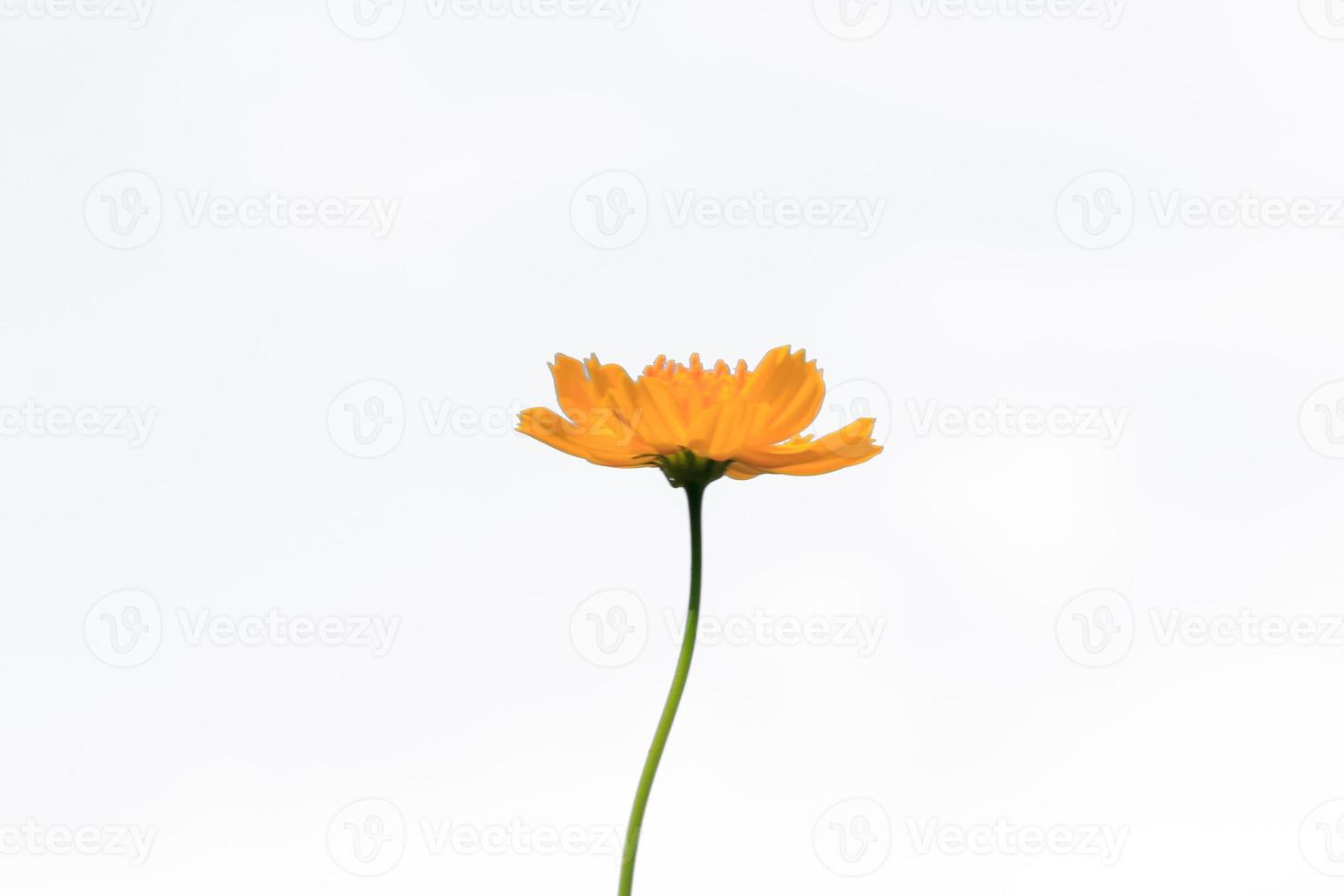Beautiful yellow starburst flowers or cosmos flowers in nature on a white background, in nature a light yellow color, lots of space to write and make a poster. photo