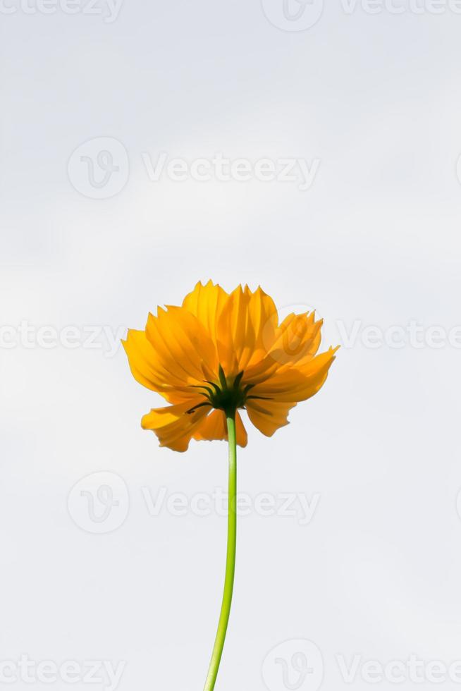 Beautiful yellow starburst flowers or cosmos flowers in nature on a white background, in nature a light yellow color, lots of space to write and make a poster. photo