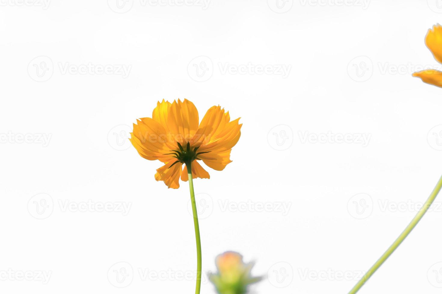 Beautiful yellow starburst flowers or cosmos flowers in nature on a white background, in nature a light yellow color, lots of space to write and make a poster. photo