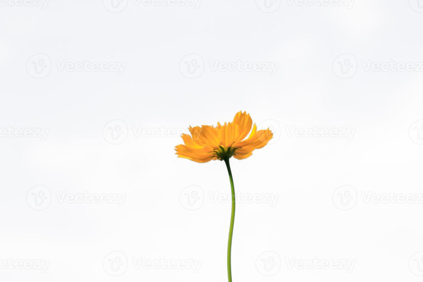 hermosas flores amarillas de estallido o flores cosmos en la naturaleza sobre un fondo blanco, en la naturaleza un color amarillo claro, mucho espacio para escribir y hacer un cartel. foto