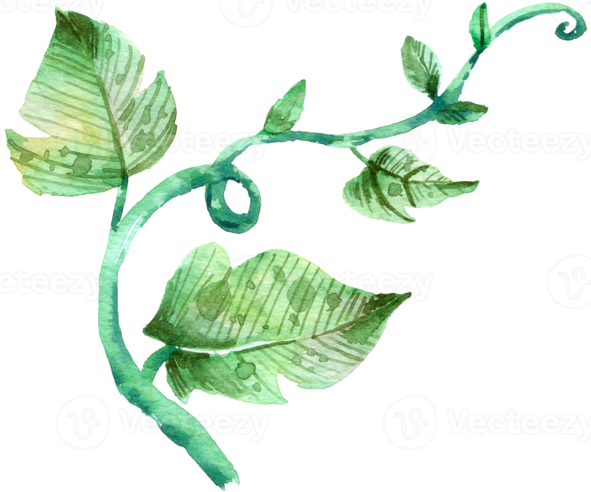 Green Leaf watercolor png