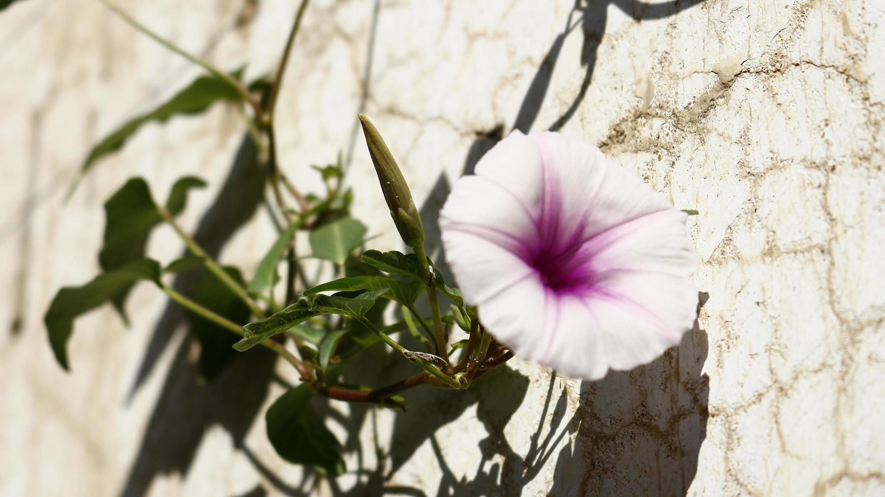 flores blancas y moradas en el jardín foto